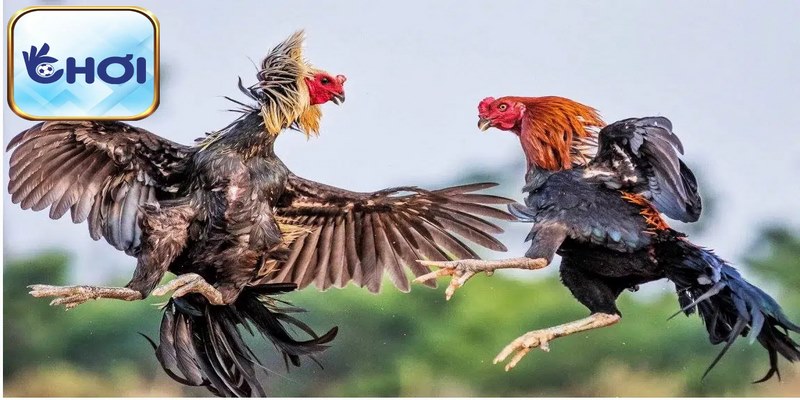 Chọn giống gà tốt để nuôi gà đòn nhờ vào những đặc điểm