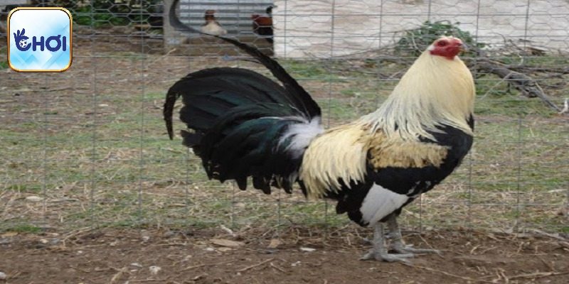 Gà Mỹ dòng Kelso với đặc điểm nổi trội