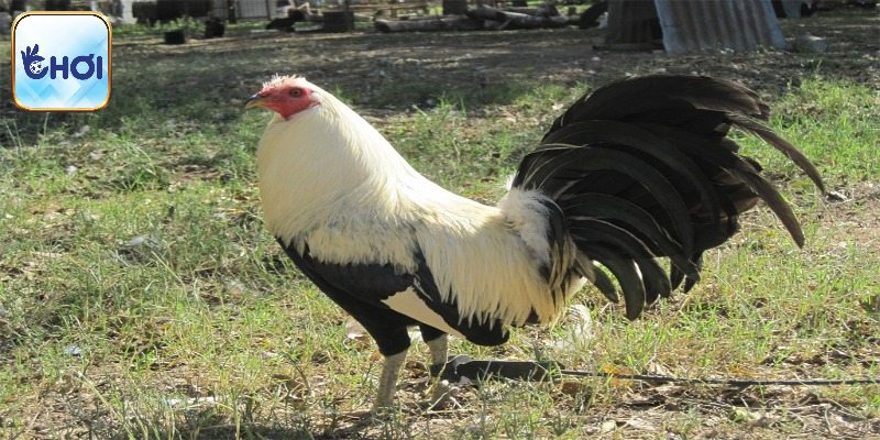 Gà Mỹ Dòng Kelso - Dòng Gà Chiến Bất Bại Nhất Tại OKCHOI