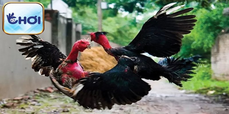 Lựa chọn vị trí làm chuồng đẹp khi nuôi gà đòn