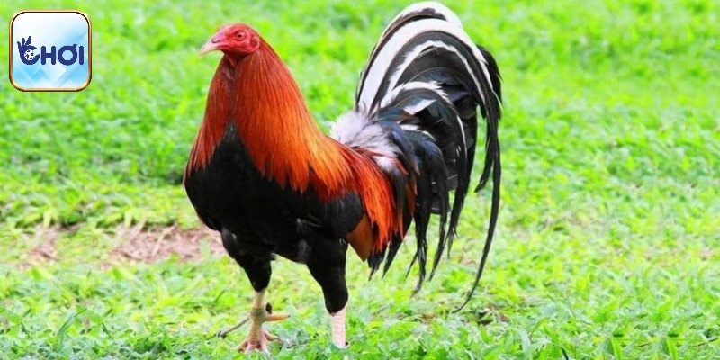 Lưu ý cần tránh khi nuôi và huấn luyện Kelso