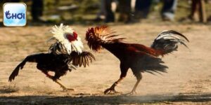 Nuôi Gà Đá Thomo - Bí Quyết Soi Chiến Kê Chuẩn Tại OKCHOI