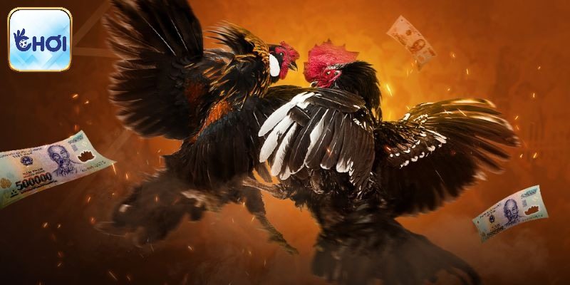 Nuôi gà đá Thomo như thế nào để bất bại mọi trận đấu?