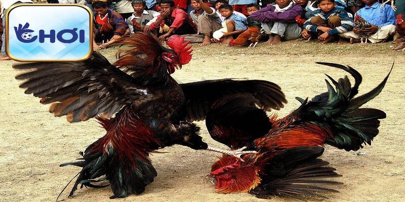 Nuôi Gà Đòn Khỏe Mạnh Chi Tiết Từ A - Z Cho Tân Thủ