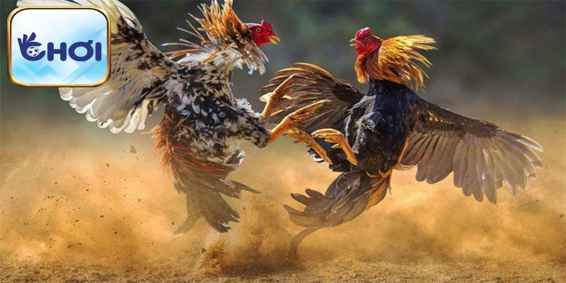 Tắm nắng sớm cho chiến kê để có sức khỏe tốt