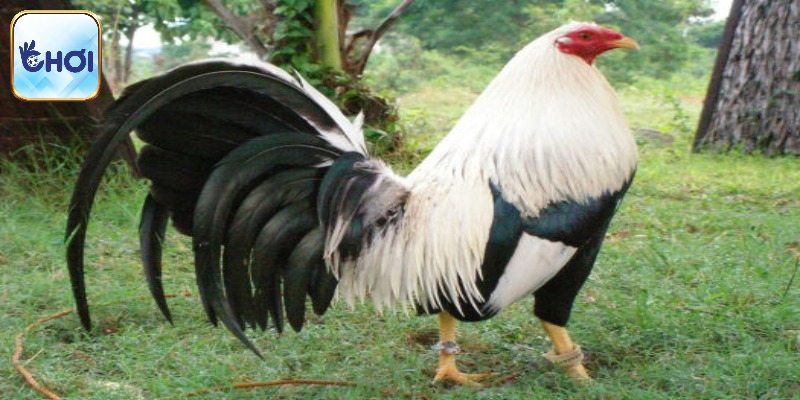 Thế mạnh lớn của dòng Kelso khi thi đấu